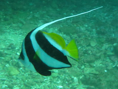 Heniochus diphreutes