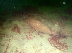 Epinephelus morio