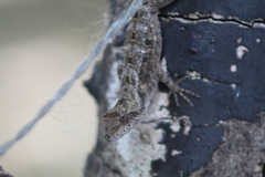 Anolis serranoi