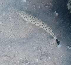 Parapercis hexophtalma