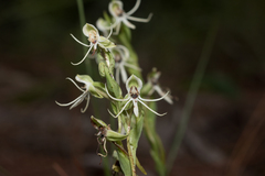 Habenaria quinqueseta