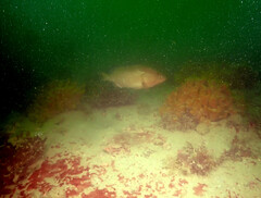 Epinephelus morio