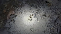 Leporidae