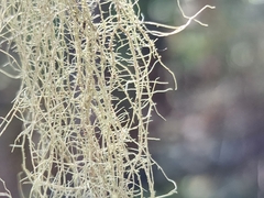 Usnea dasopoga