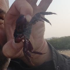 Metopograpsus thukuhar