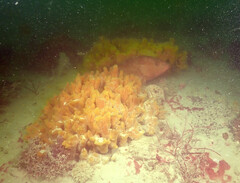 Epinephelus morio