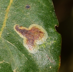 Phyllonorycter belotella