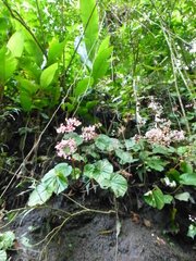 Begonia urophylla