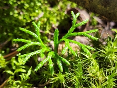 Diphasiastrum complanatum