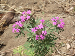 Glandularia chiricahensis
