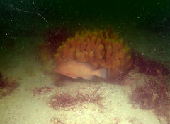 Epinephelus morio