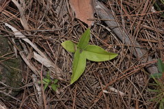 Habenaria quinqueseta