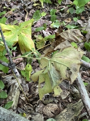 Podophyllum peltatum