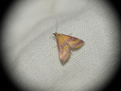 Pyrausta sanguinalis
