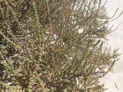 Salsoloideae