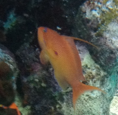 Pseudanthias squamipinnis