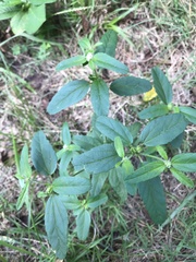 Croton glandulosus septentrionalis