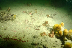 Solenastrea hyades