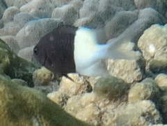 Pycnochromis dimidiatus
