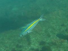 Caesio xanthalytos