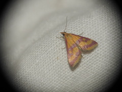 Pyrausta sanguinalis