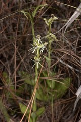Habenaria quinqueseta