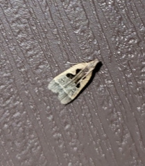 Dichomeris bilobella