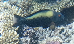 Cetoscarus bicolor