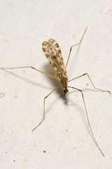 Ilisia maculata