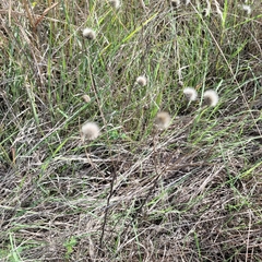 Gaillardia