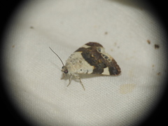 Acontia lucida