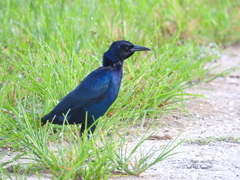 Quiscalus major westoni
