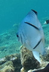 Amblyglyphidodon indicus