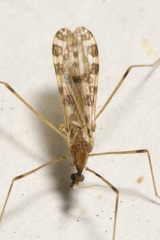 Ilisia maculata