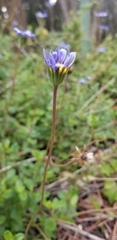 Felicia amelloides