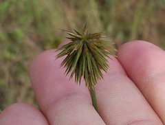 Cyperus plukenetii