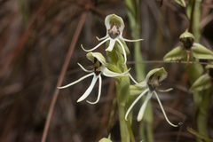 Habenaria quinqueseta
