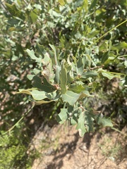 Quercus havardii