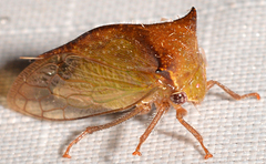 Stictocephala tauriniformis