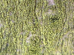 Chrysothrix candelaris