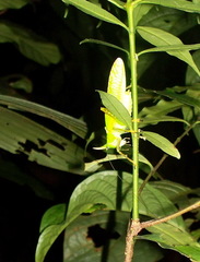 Copiphora rhinoceros