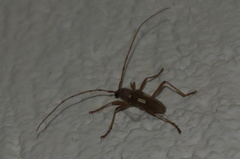 Eburia