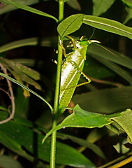 Copiphora rhinoceros
