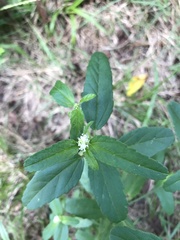 Croton glandulosus septentrionalis