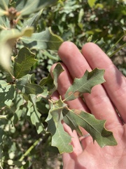 Quercus havardii
