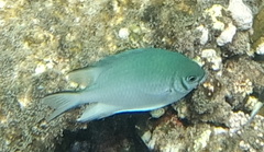 Amblyglyphidodon indicus