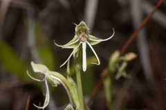 Habenaria quinqueseta