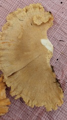 Laetiporus montanus