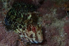 Parablennius pilicornis