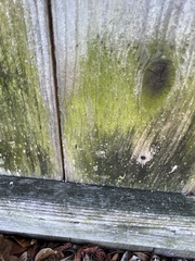 Chrysothrix candelaris